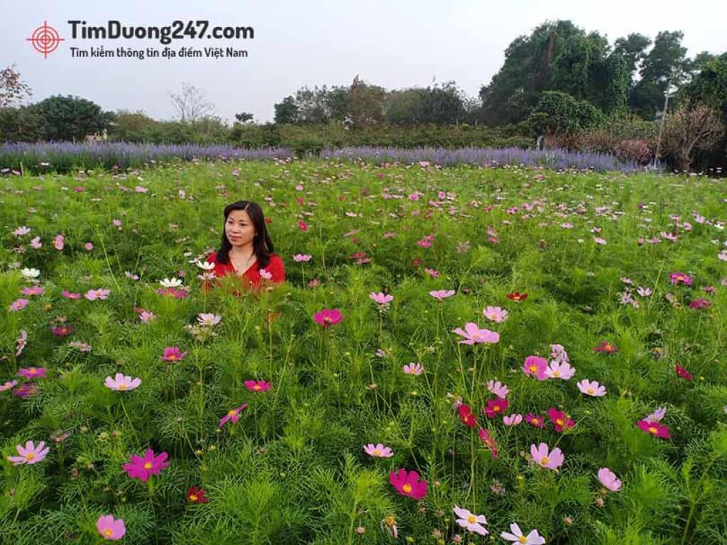 Vườn hoa Bãi Đá sông Hồng vào mùa nào đẹp nhất